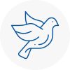 Bird Prevention Broadstone