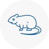 Rat Control Broadstone