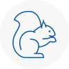 Broadstone Rodent Removals