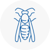 Broadstone Wasp Nest Removal